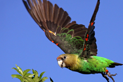 Cape Parrot Box Install